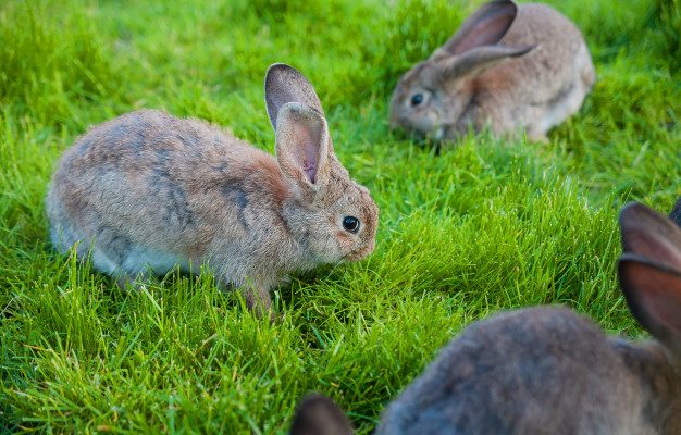 kaniner der græsser